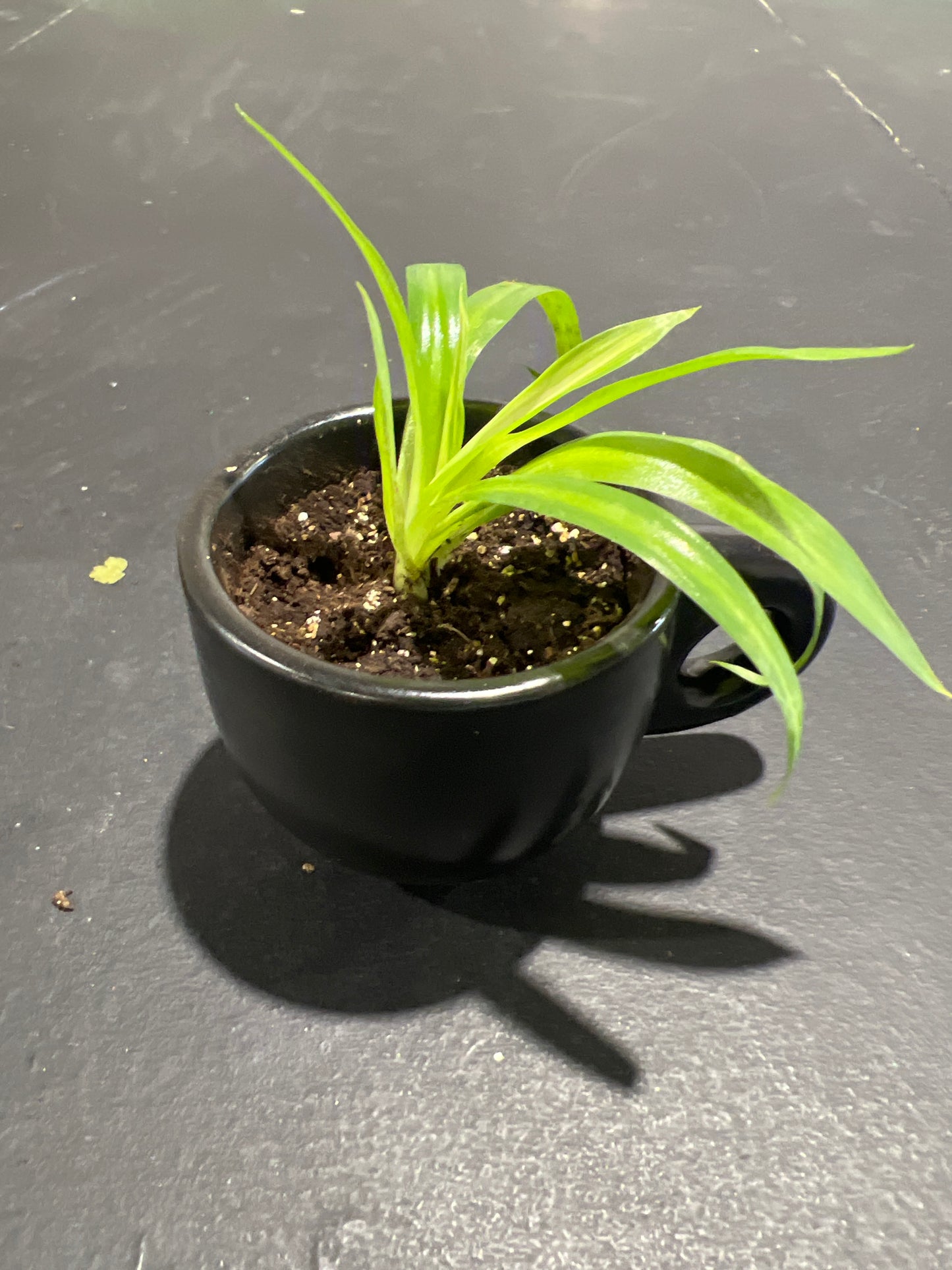 MST Plant - Small