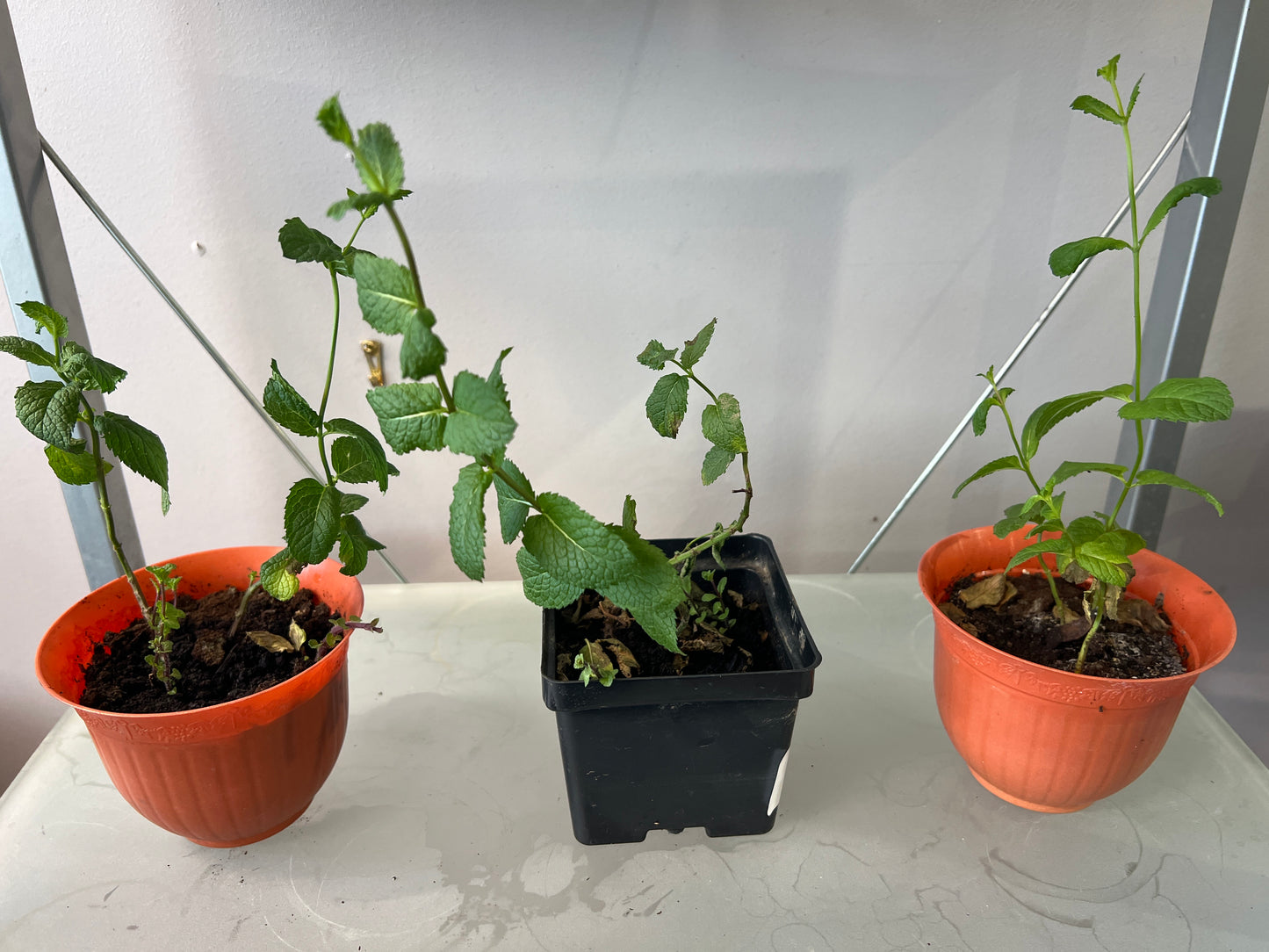 MST Plant - Small