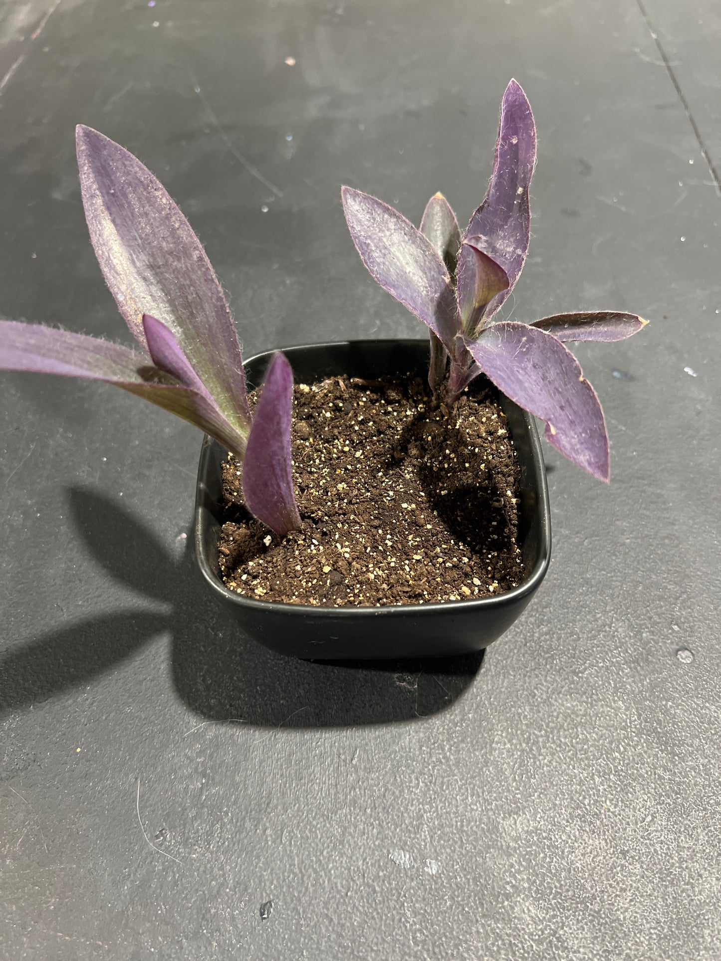 MST Plant - Small