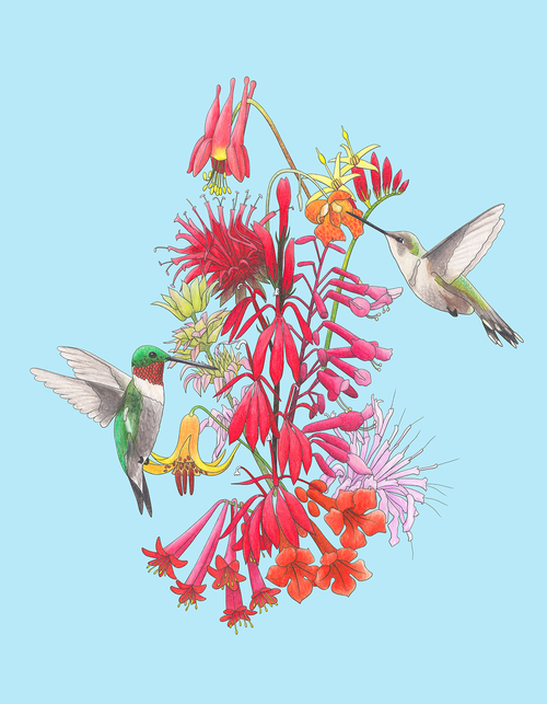 Hummingbird and Flowers Print
