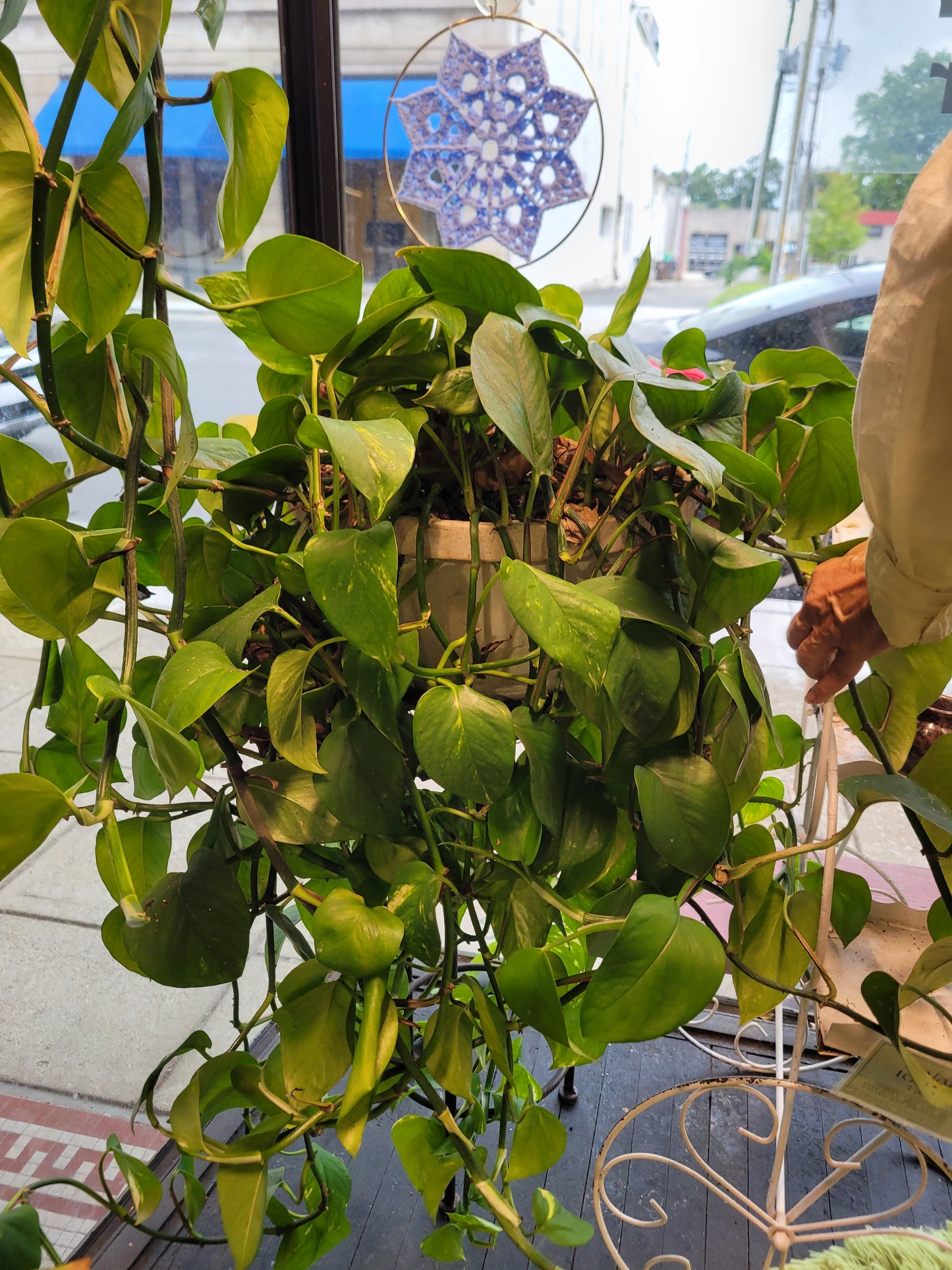 MST Plant - Large