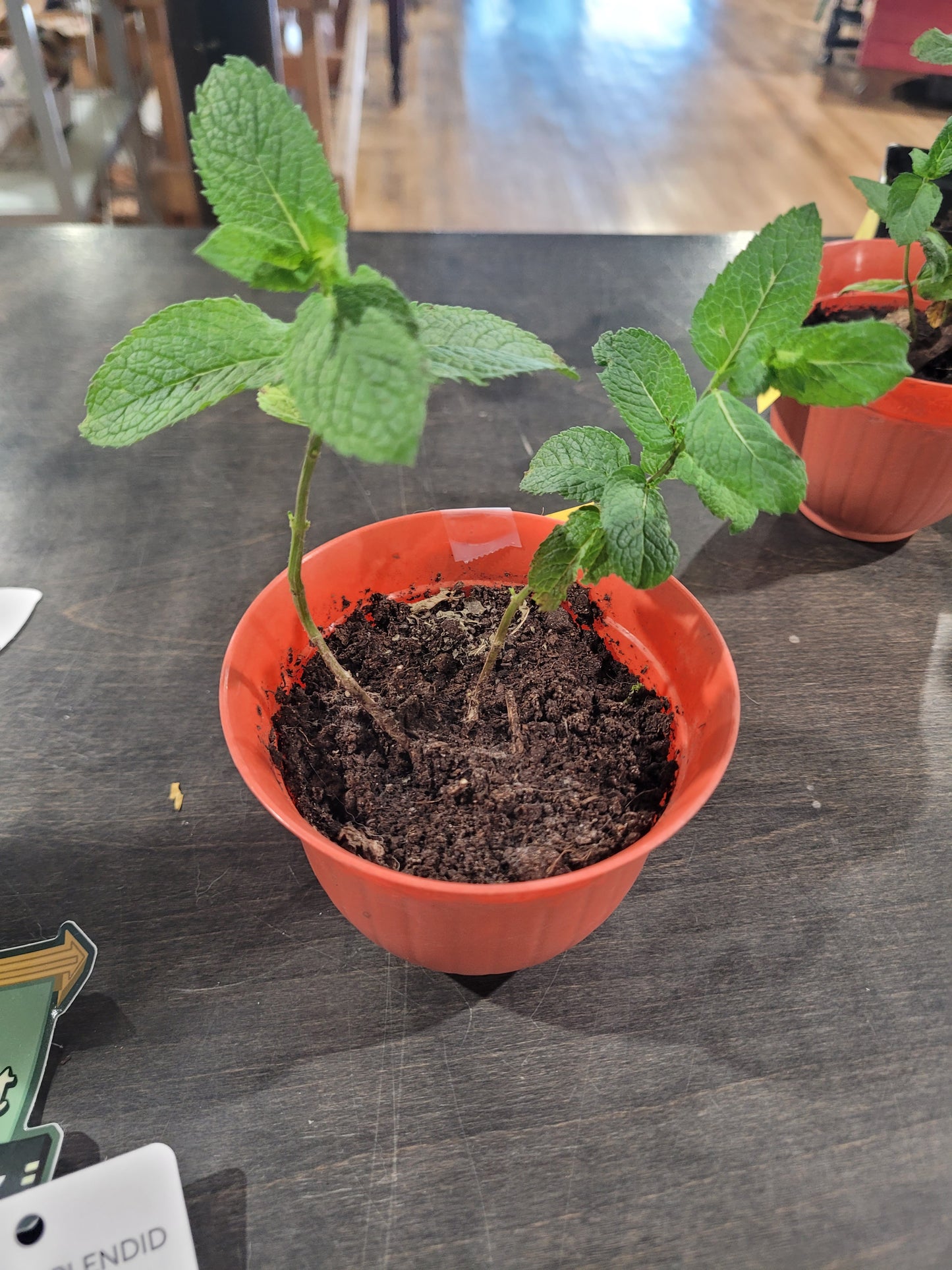 MST Plant - Small