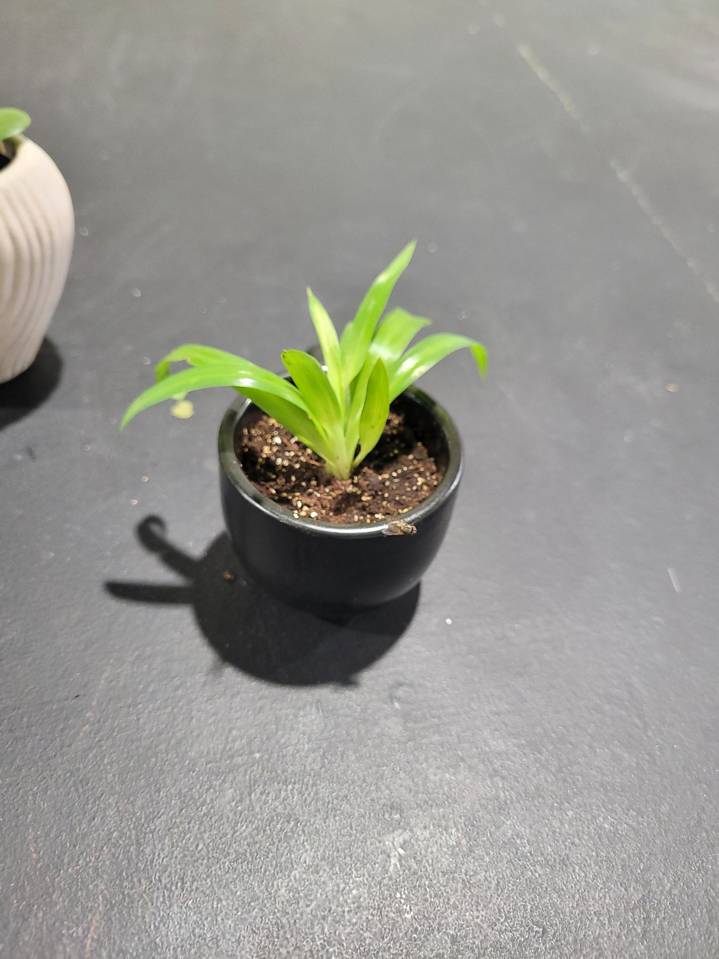 MST Plant - Small