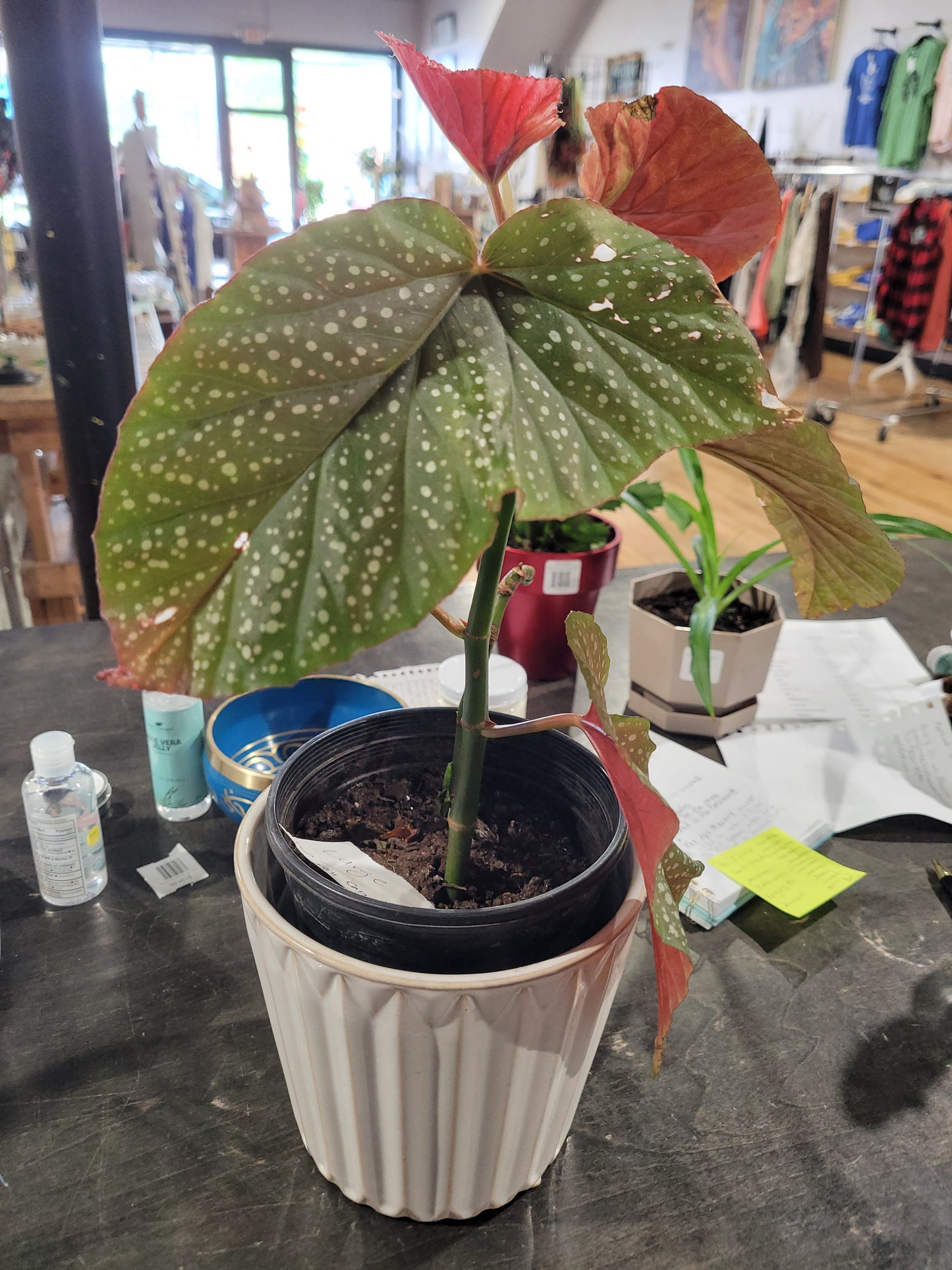 MST Plant - Large