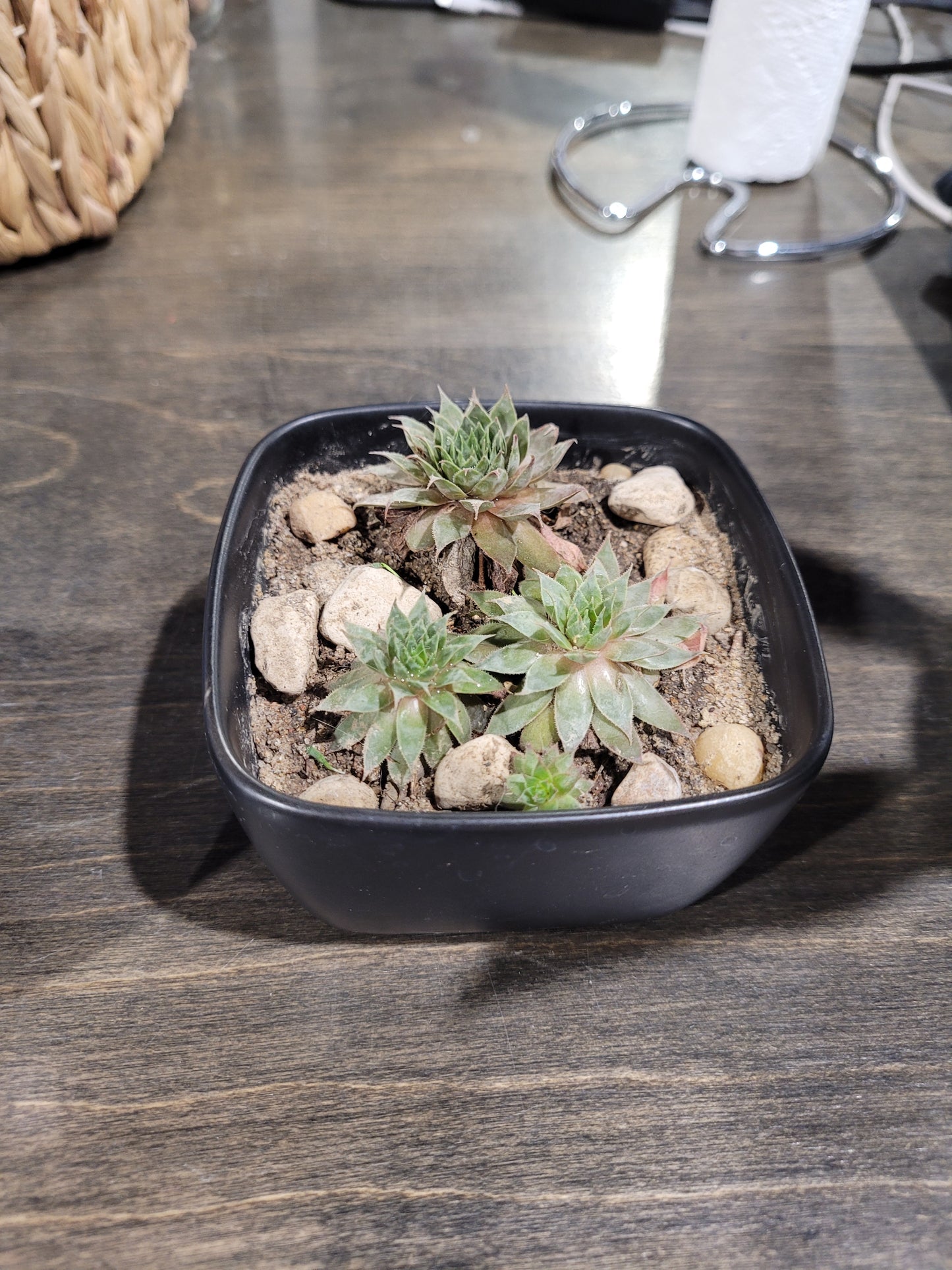 MST Plant - Small