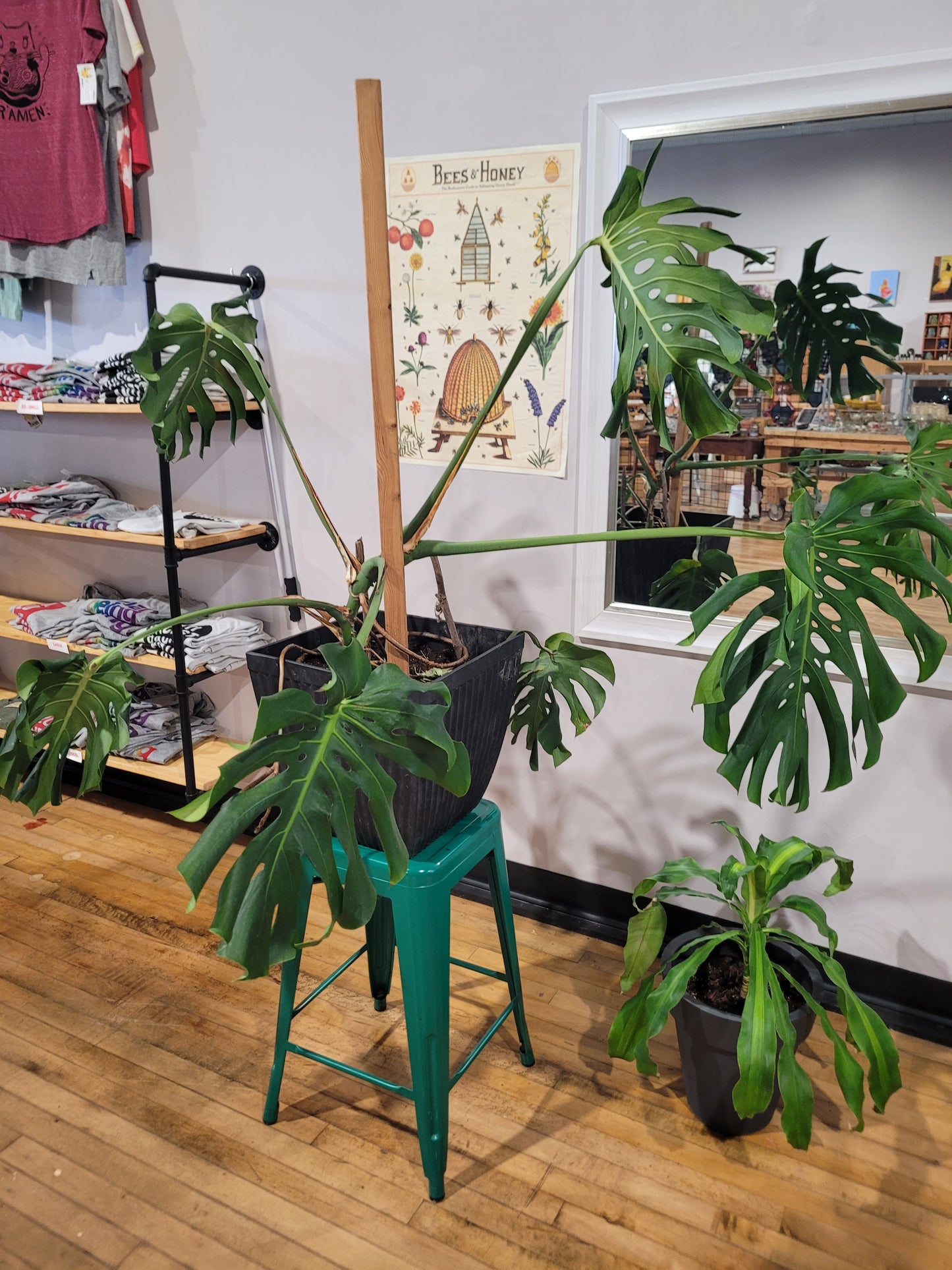 MST Plant - Large