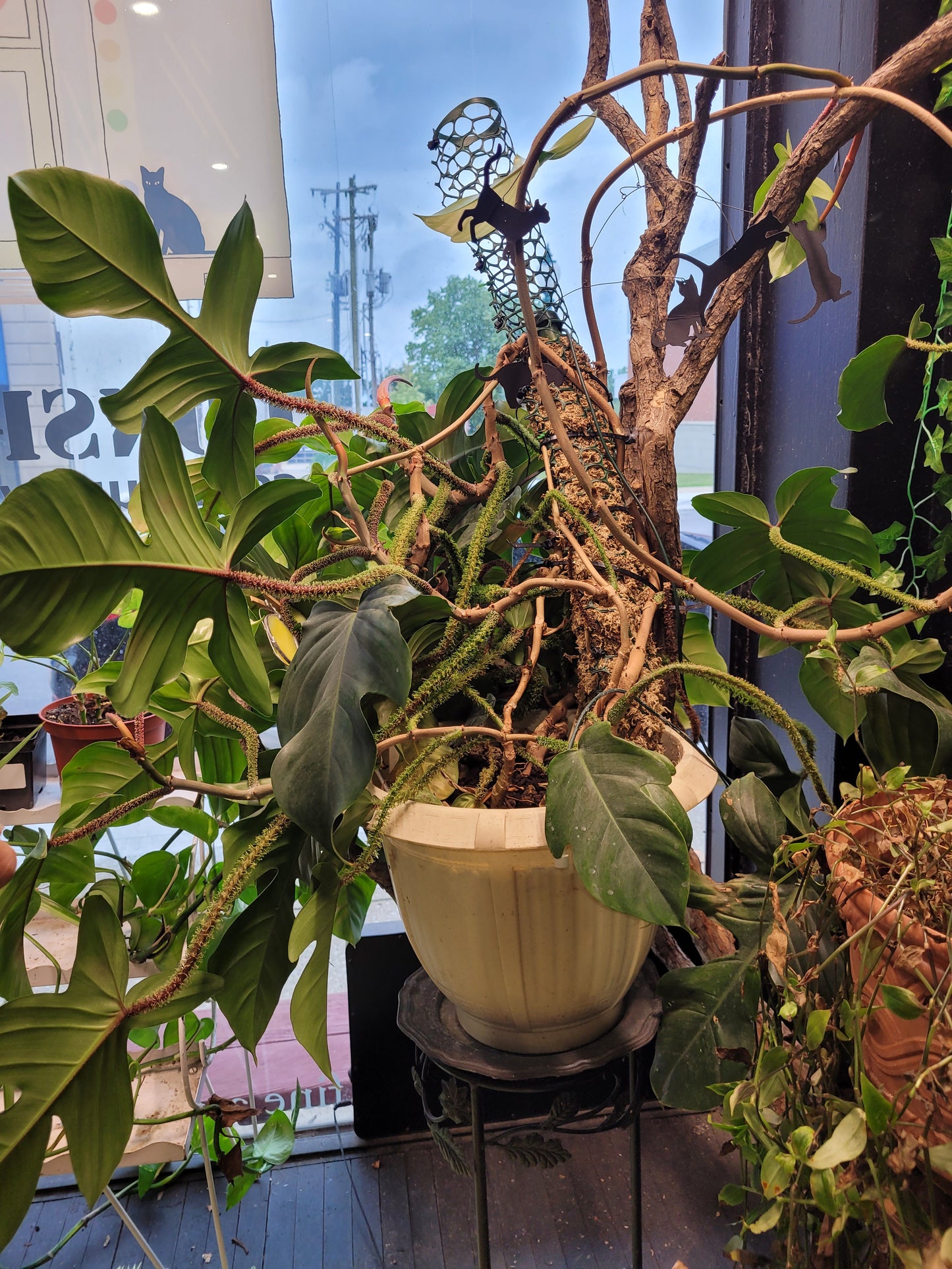MST Plant - Large