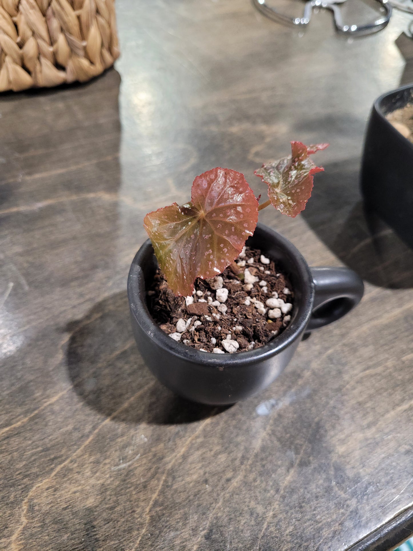 MST Plant - Small