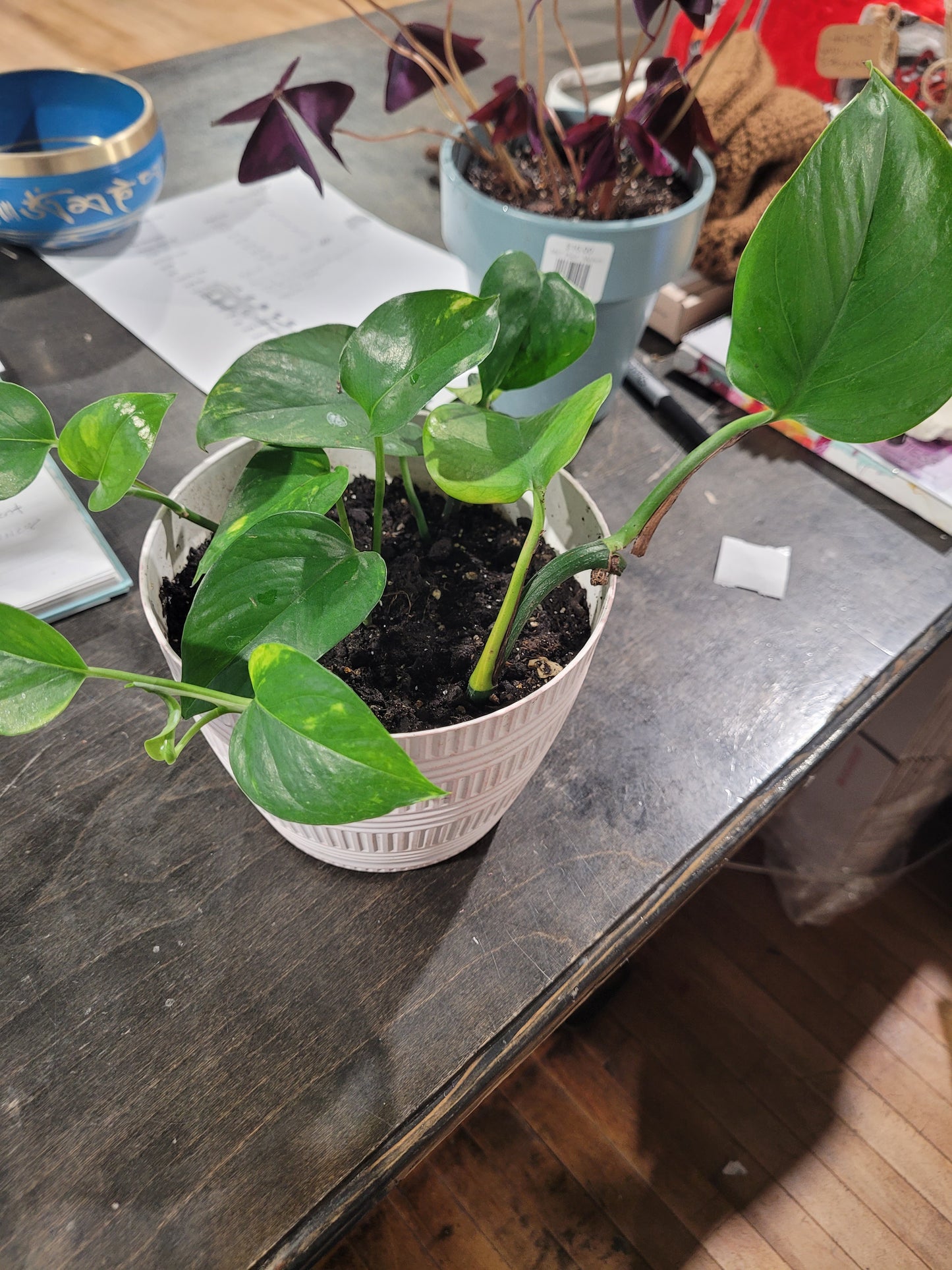 MST Plant - Medium