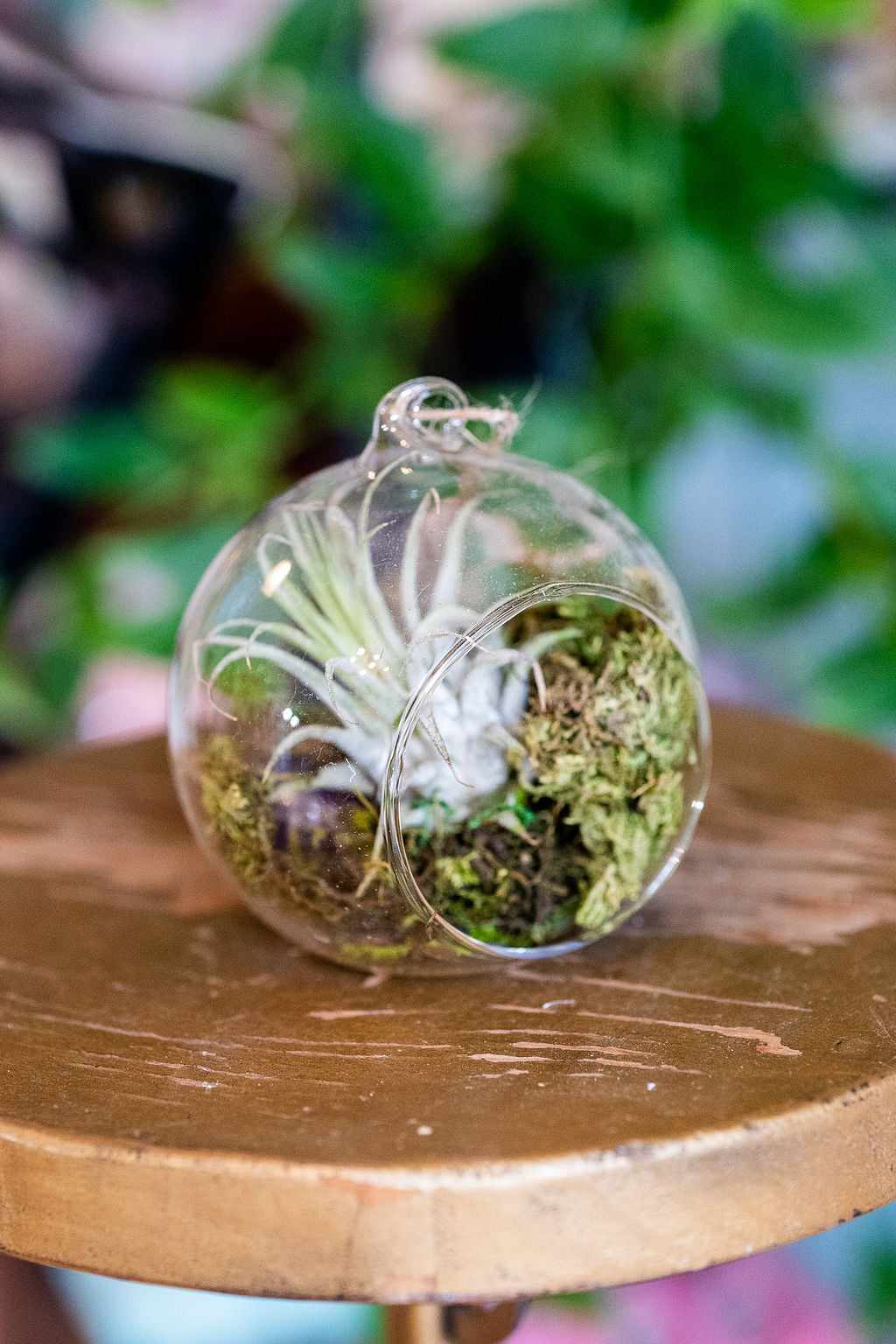 Air Plant Terrarium