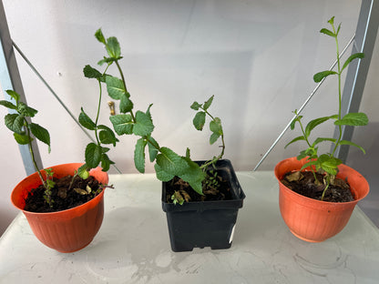 MST Plant - Small