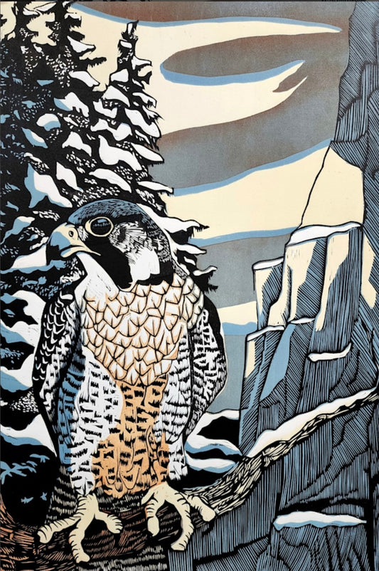 MR Peregrine Falcon Framed Print