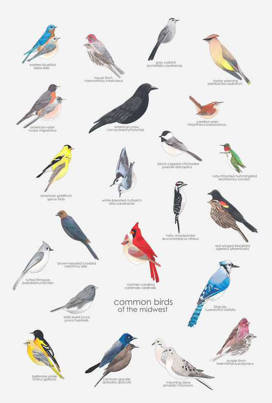 Common Birds Print