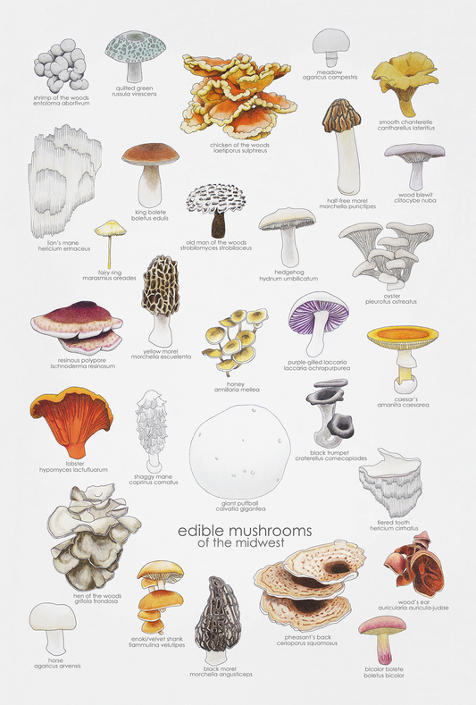 Edible Mushrooms Print