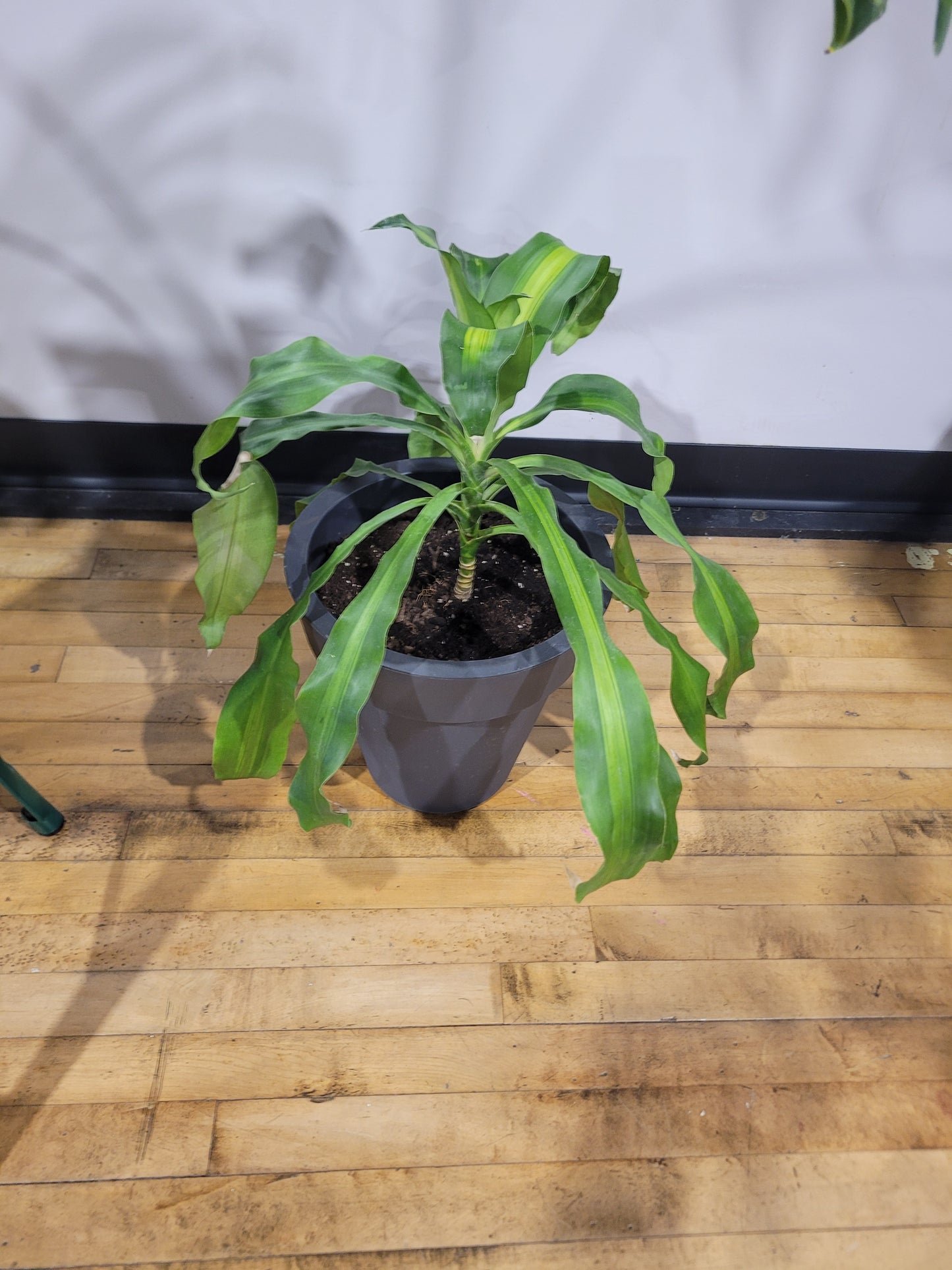 MST Plant - Large