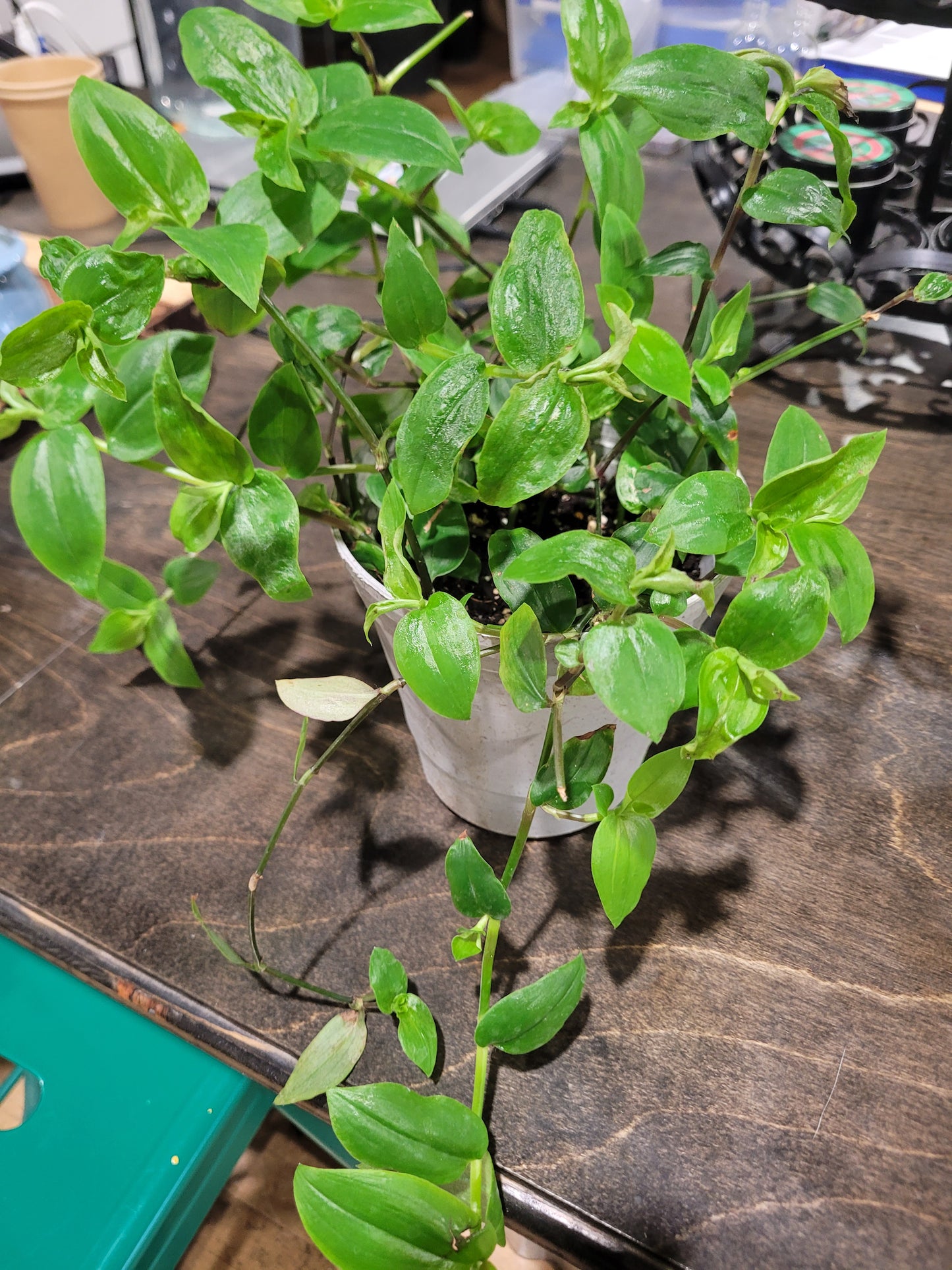 MST Plant - Medium