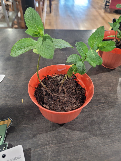 MST Plant - Small