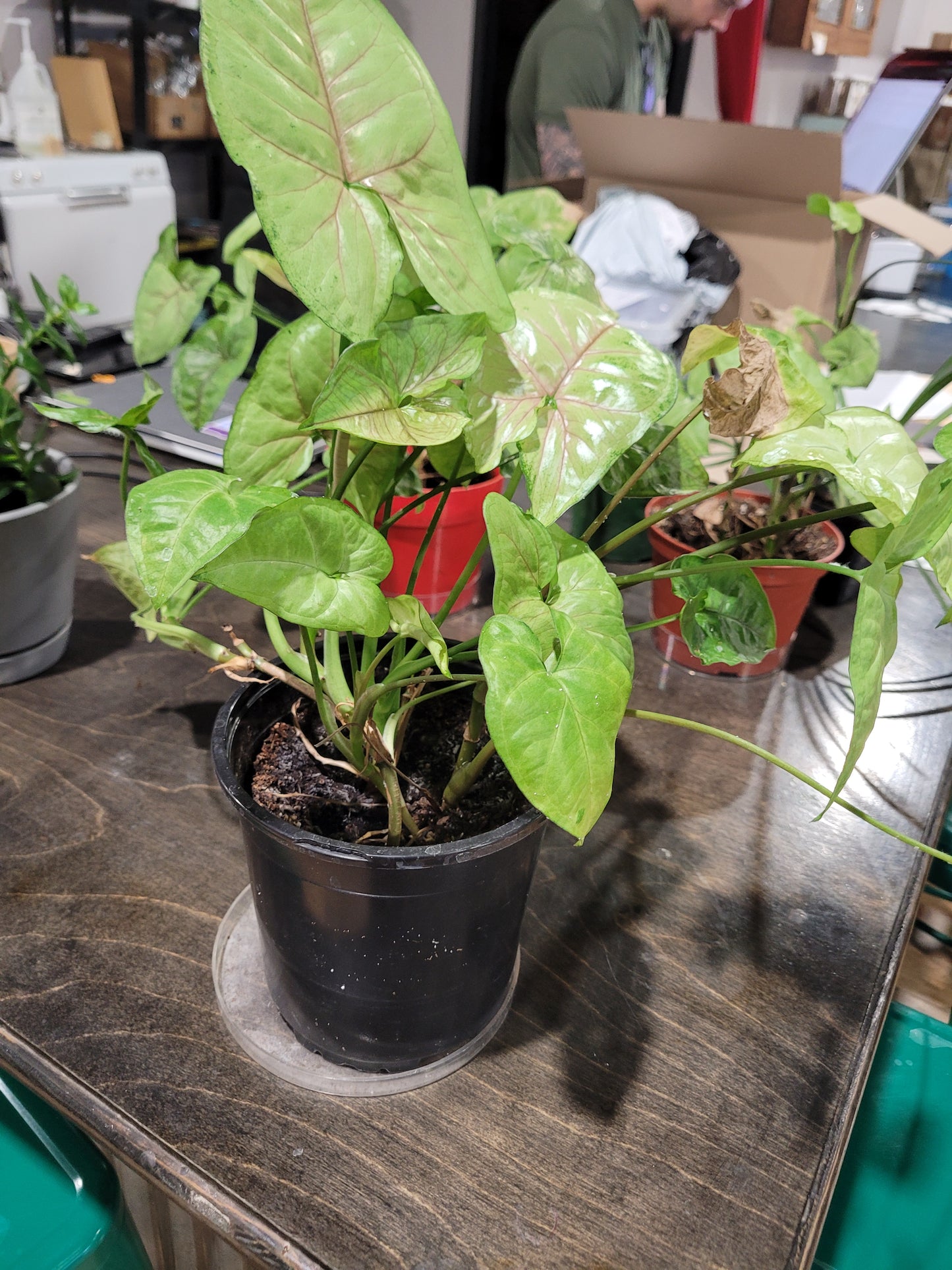 MST Plant - Medium