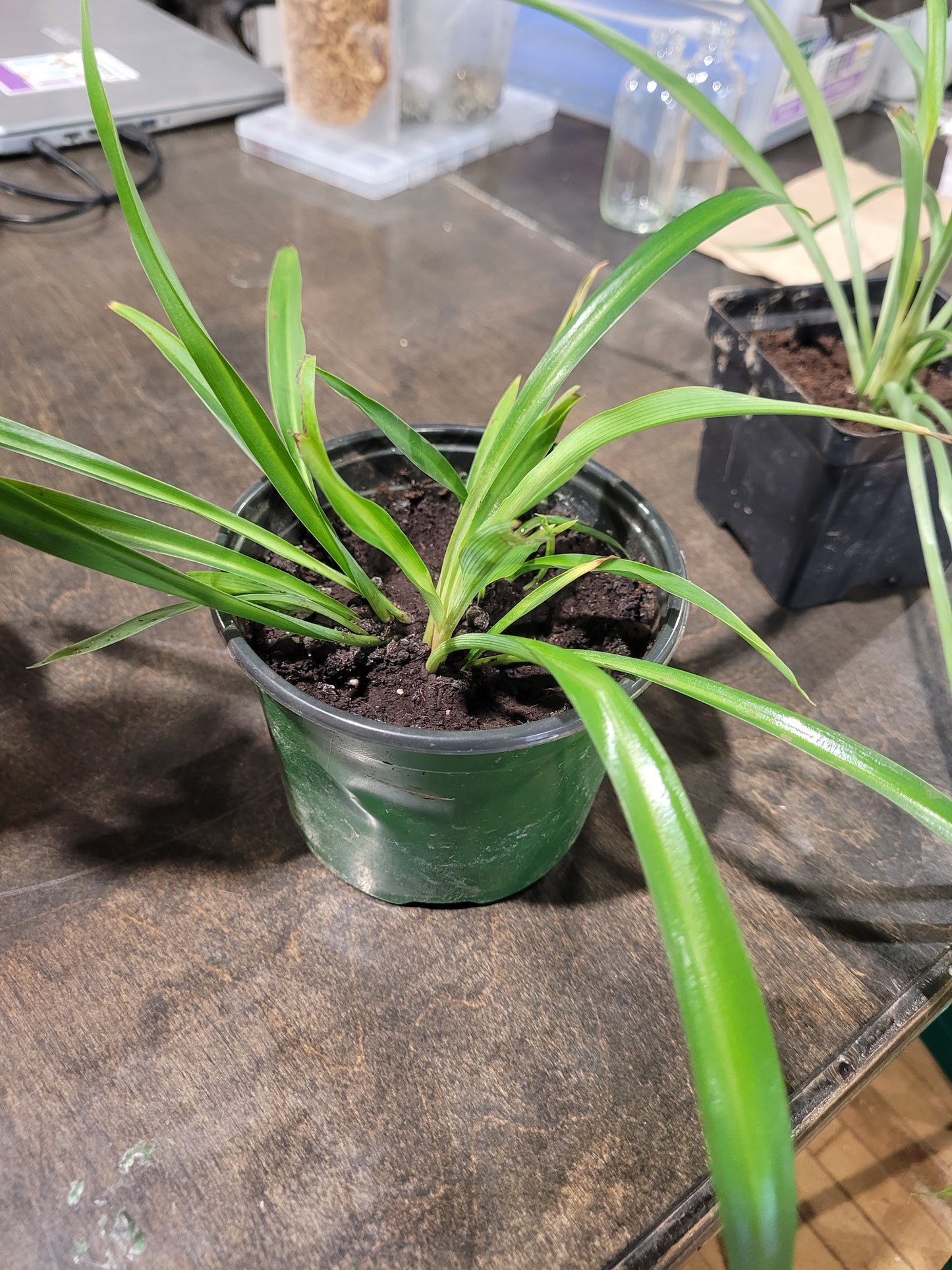 MST Plant - Medium