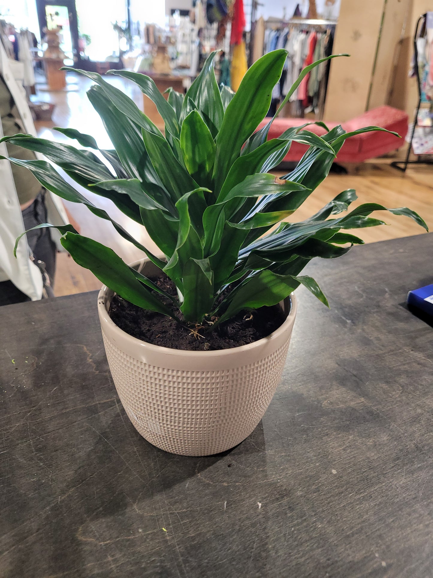 MST Plant - Medium