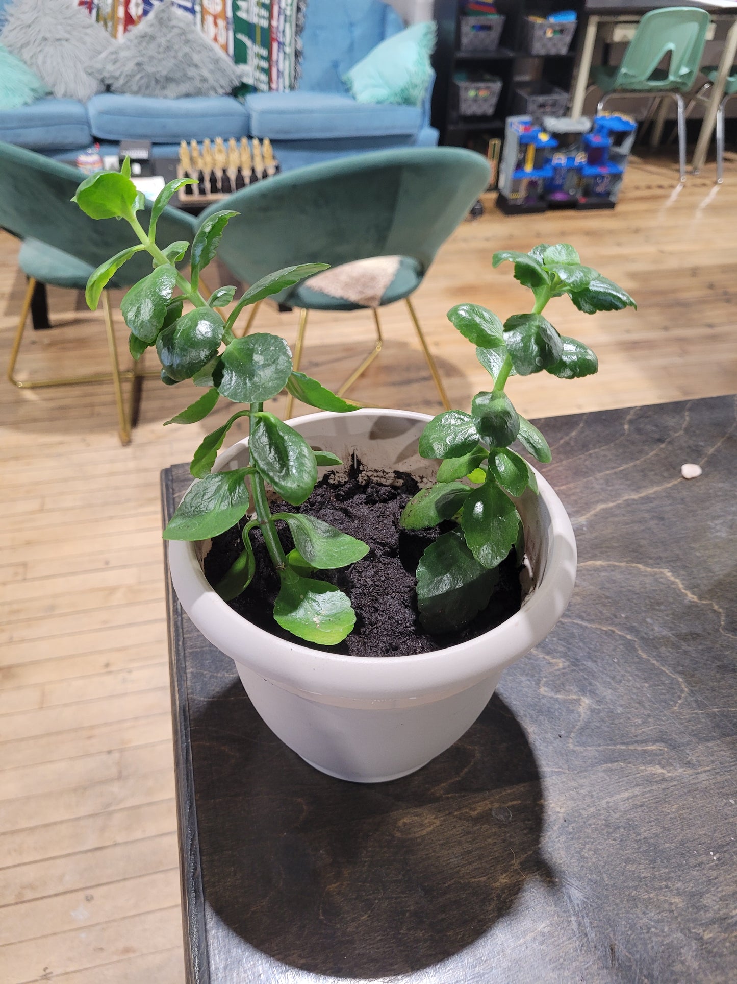 MST Plant - Medium