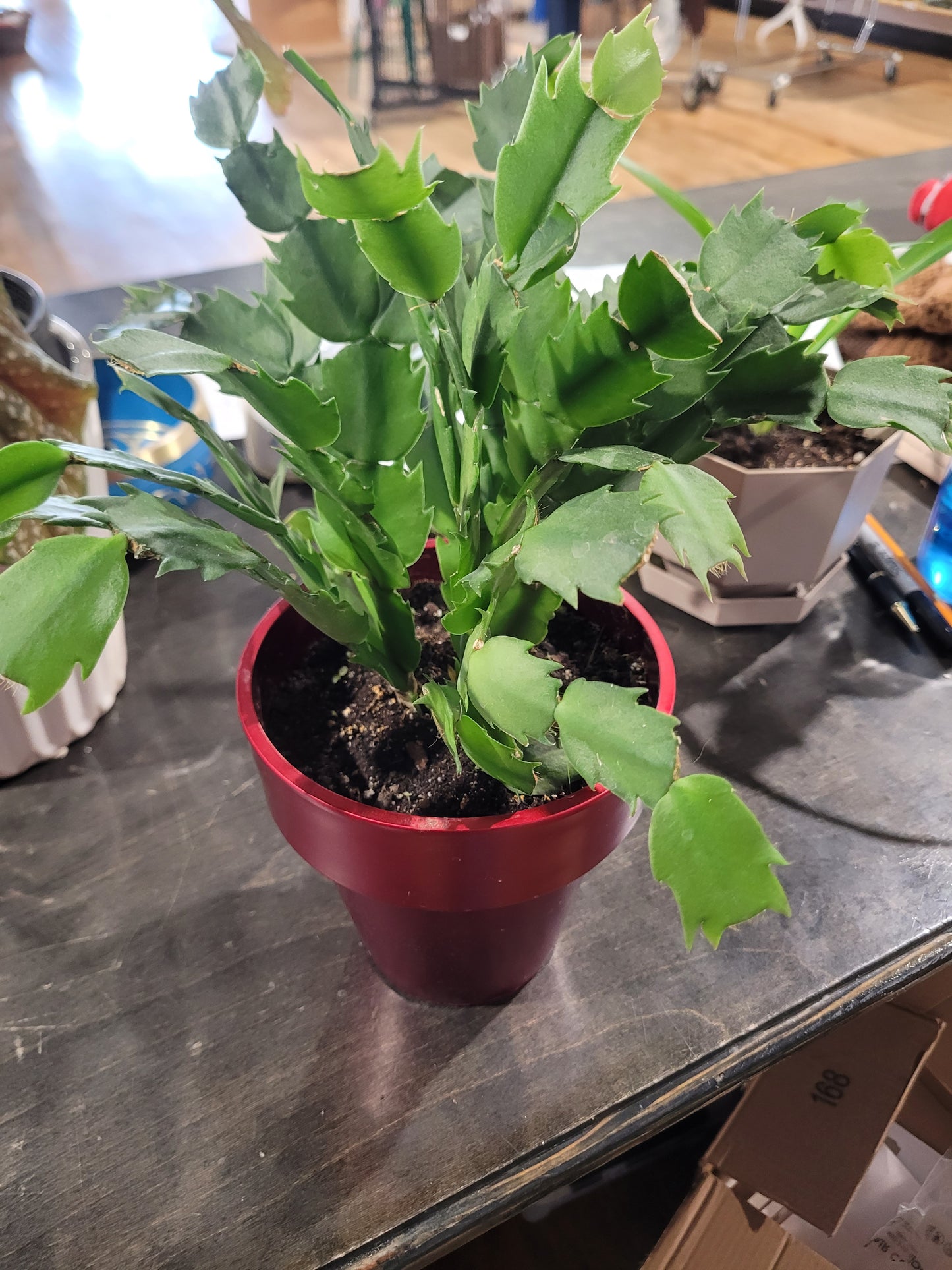 MST Plant - Medium