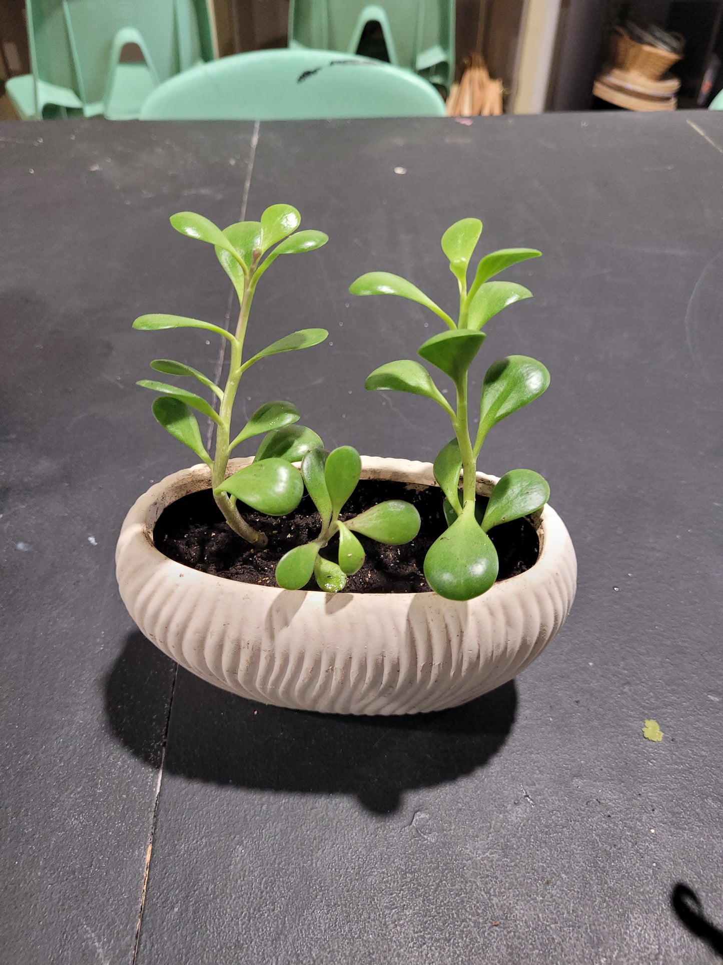 MST Plant - Small