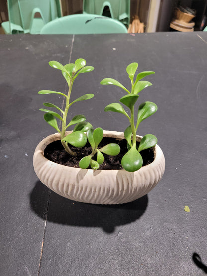 MST Plant - Small