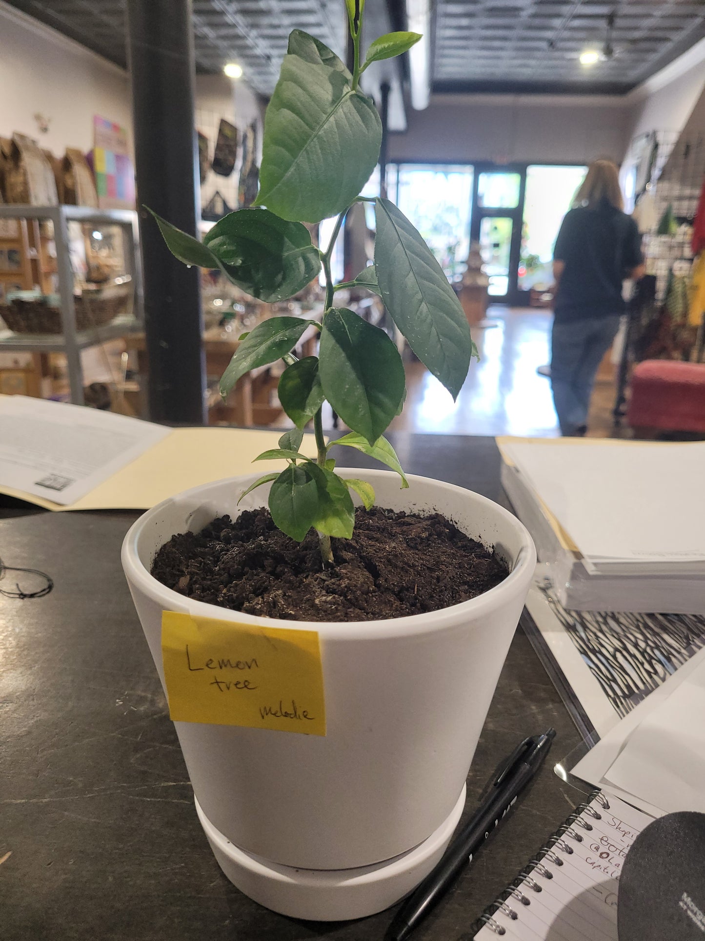 MST Plant - Medium
