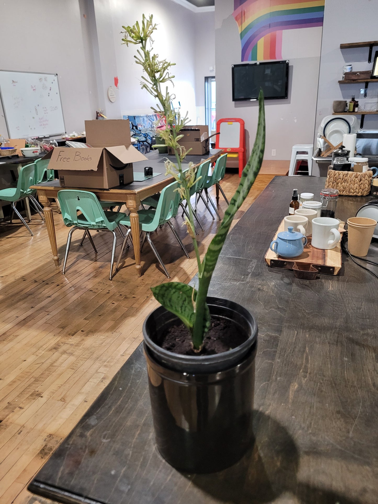 MST Plant - Medium