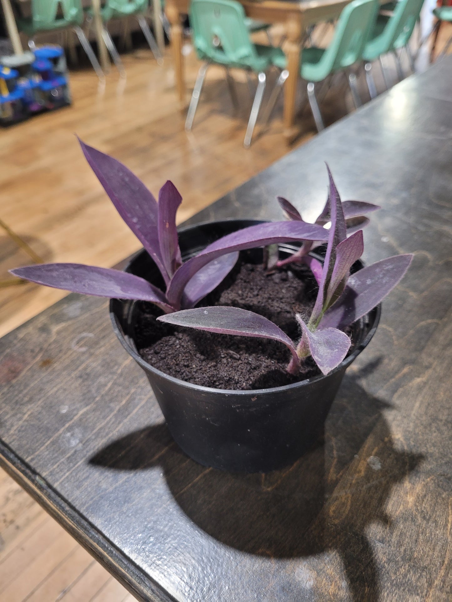 MST Plant - Medium