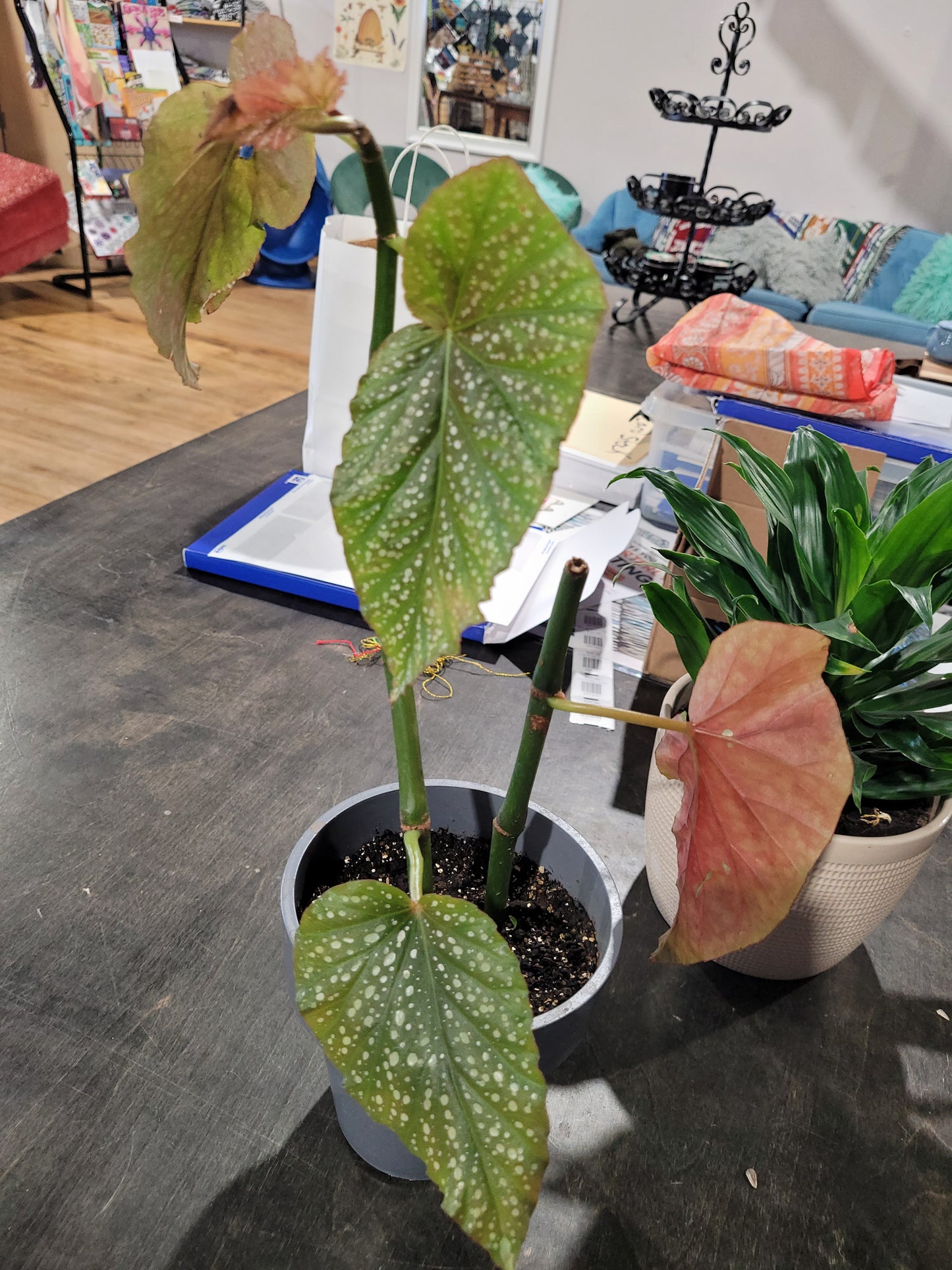 MST Plant - Medium
